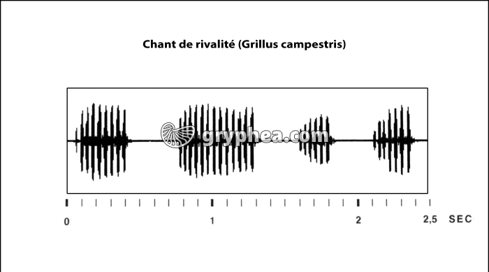 Sonogramme du chant de rivalité du Grillon (Grillus campestris) - gryphea.com